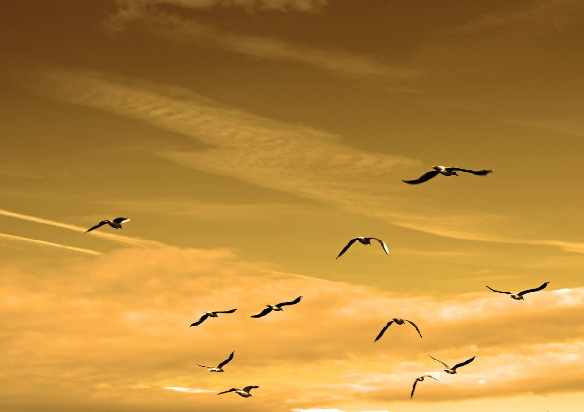 Фото: pixabay