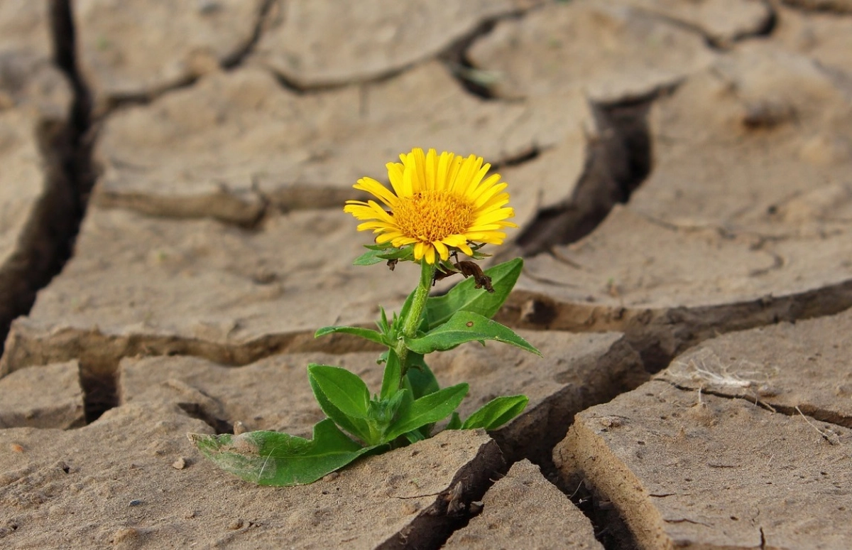 Фото: pixabay