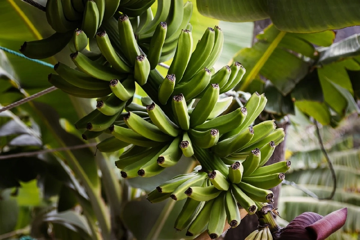 Фото: pixabay.com