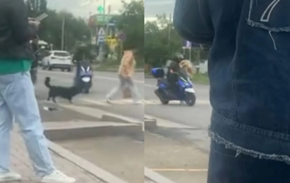 Фото: скриншот из видео, коллаж NT