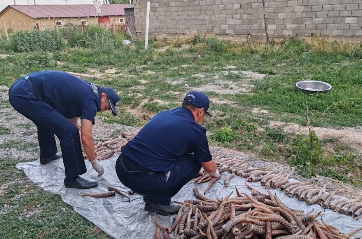 Фото: ДП Жетысуской области