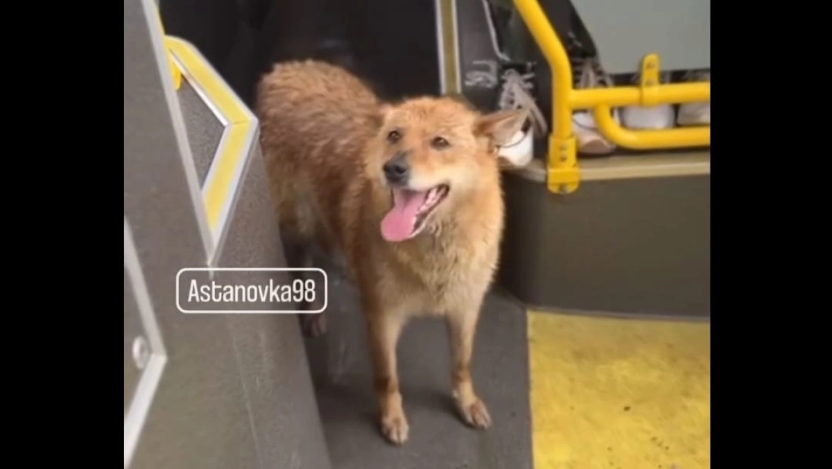 Скриншот из видео