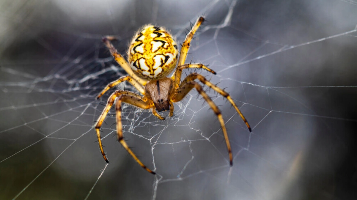 Фото: Shutterstock/FOTODOM