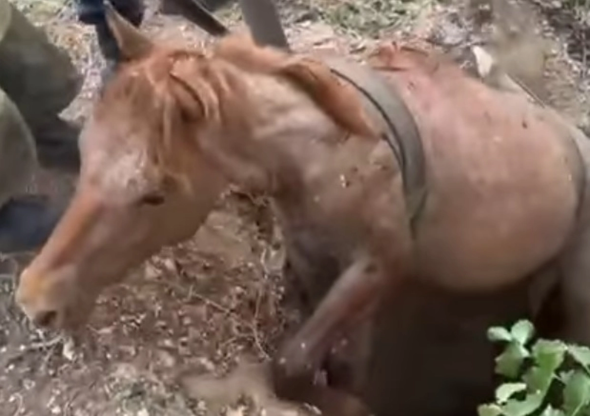 Фото: скриншот из видео