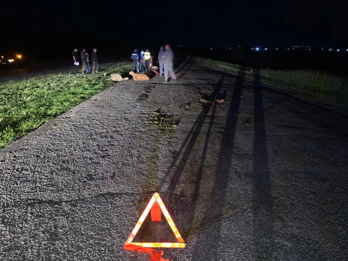 Фото: ДП СКО