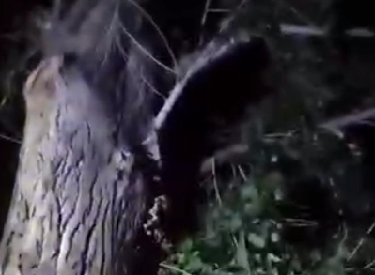 Кадр из видео