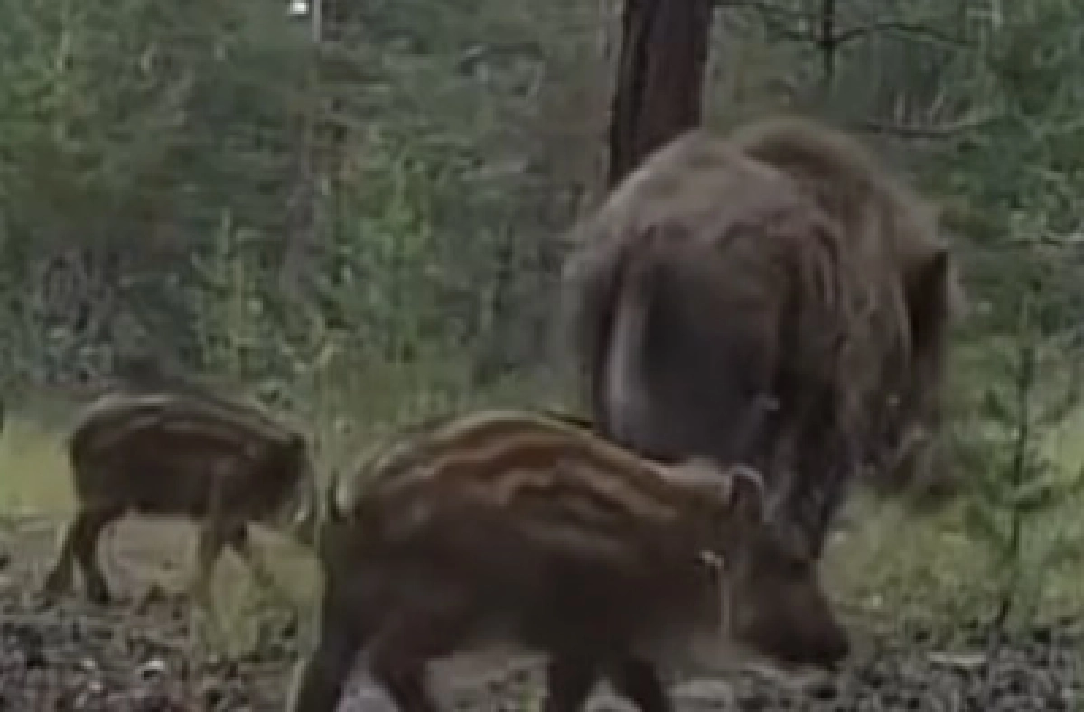 Фото: скриншот из видео