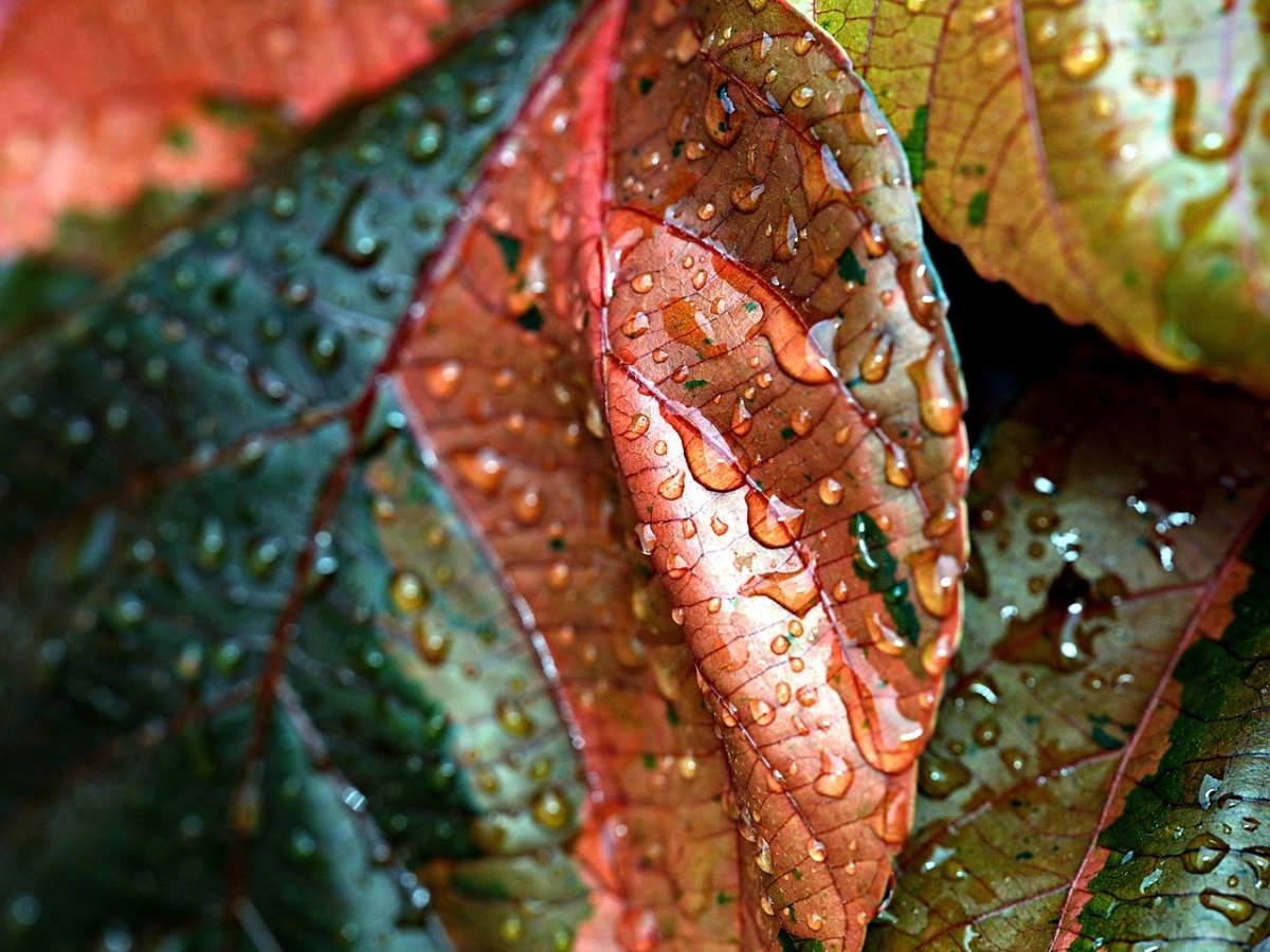 Фото: pixabay