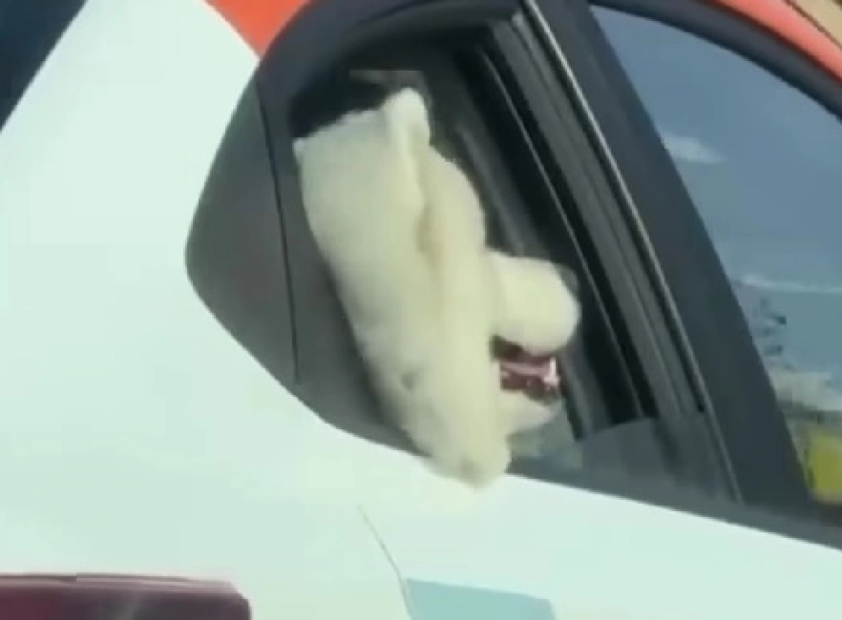 Фото: кадр из видео