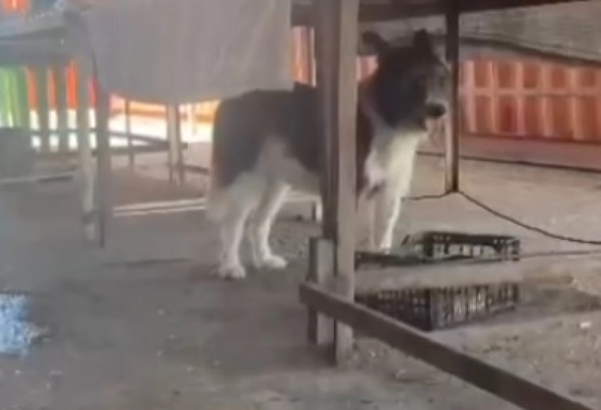 Фото: кадр из видео