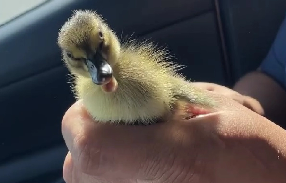 Фото: кадр из видео