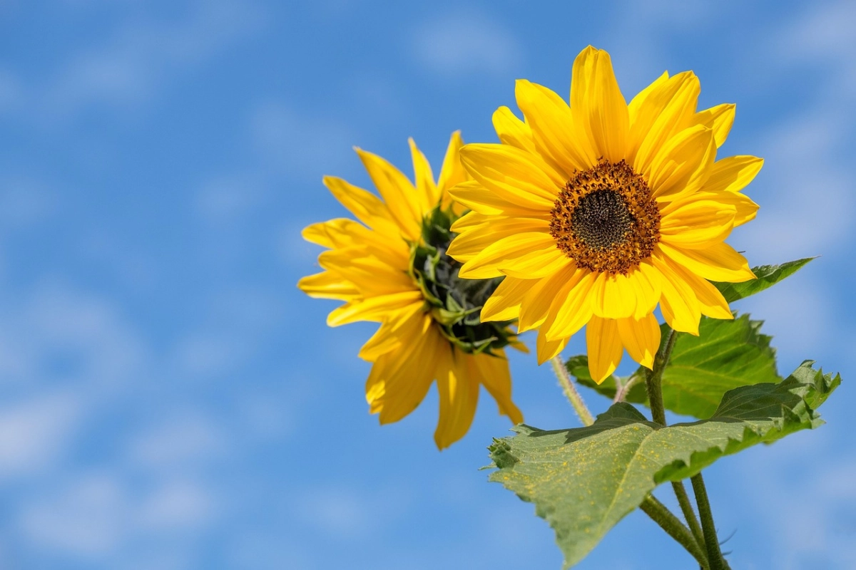 Фото: pixabay.com