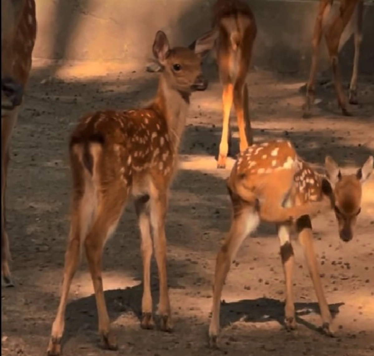 Кадр из видео