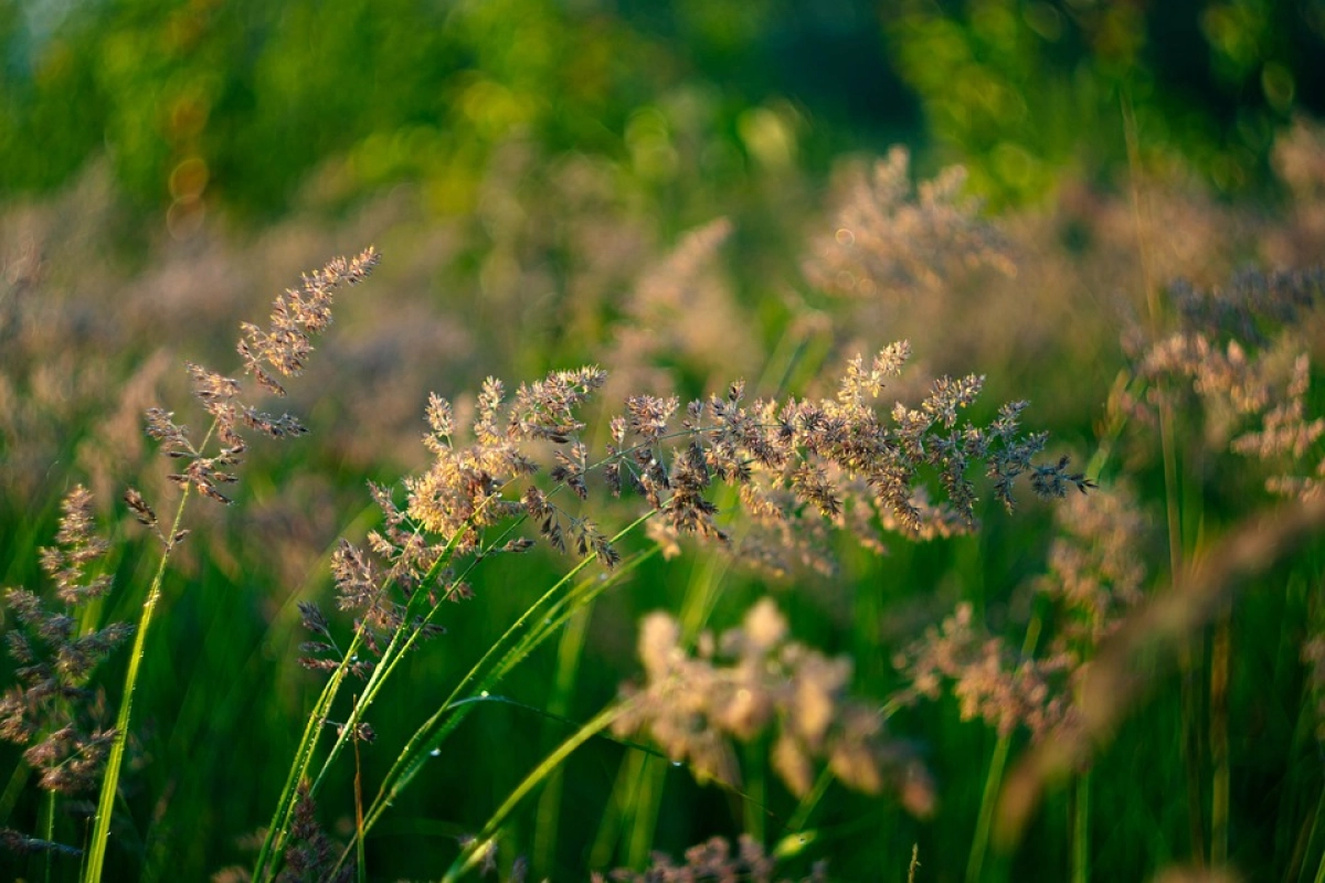 Фото: pixabay.com