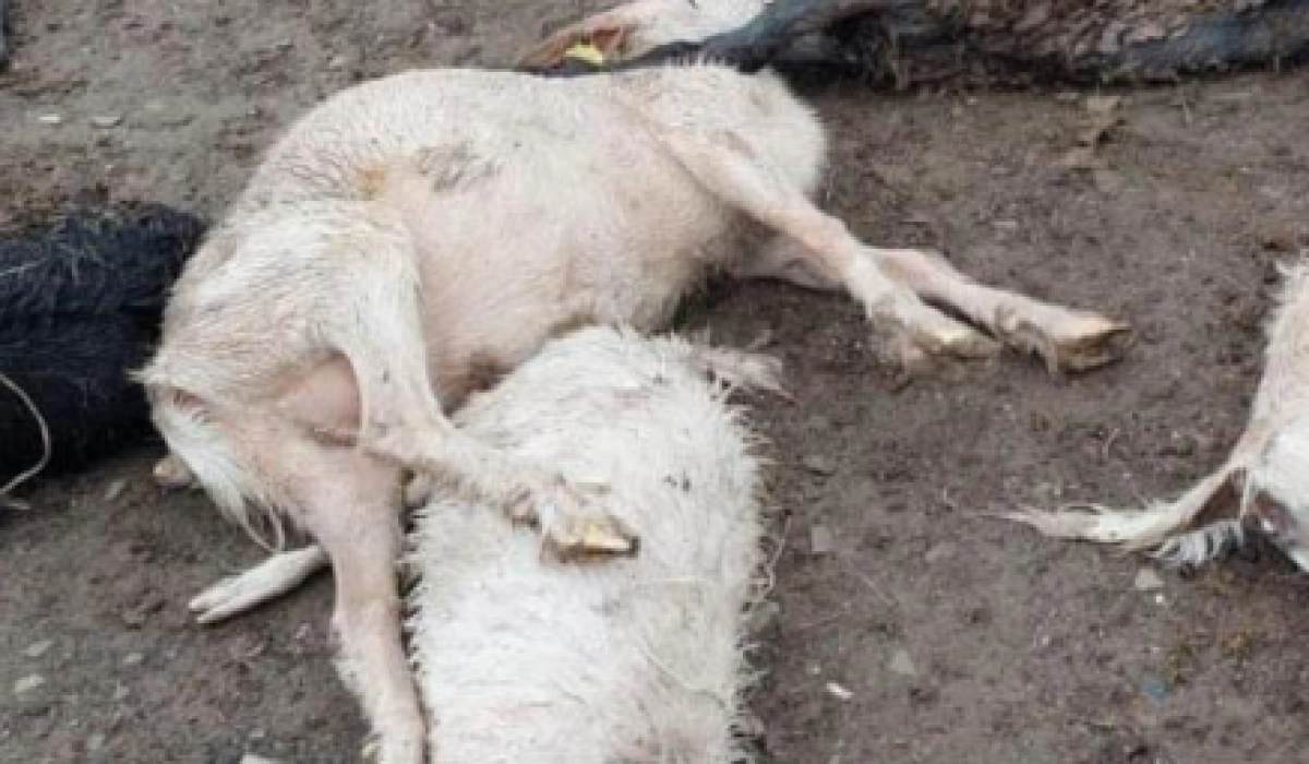 Фото: МСХ РК