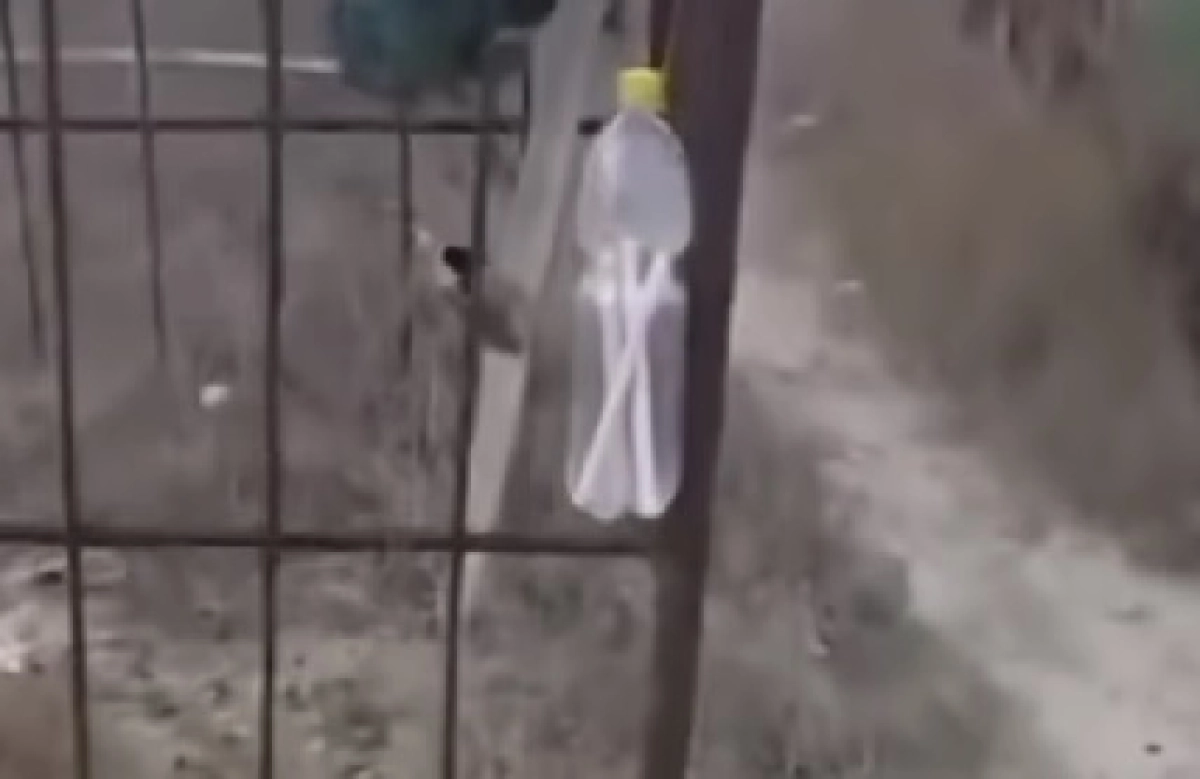 Фото: кадр из видео