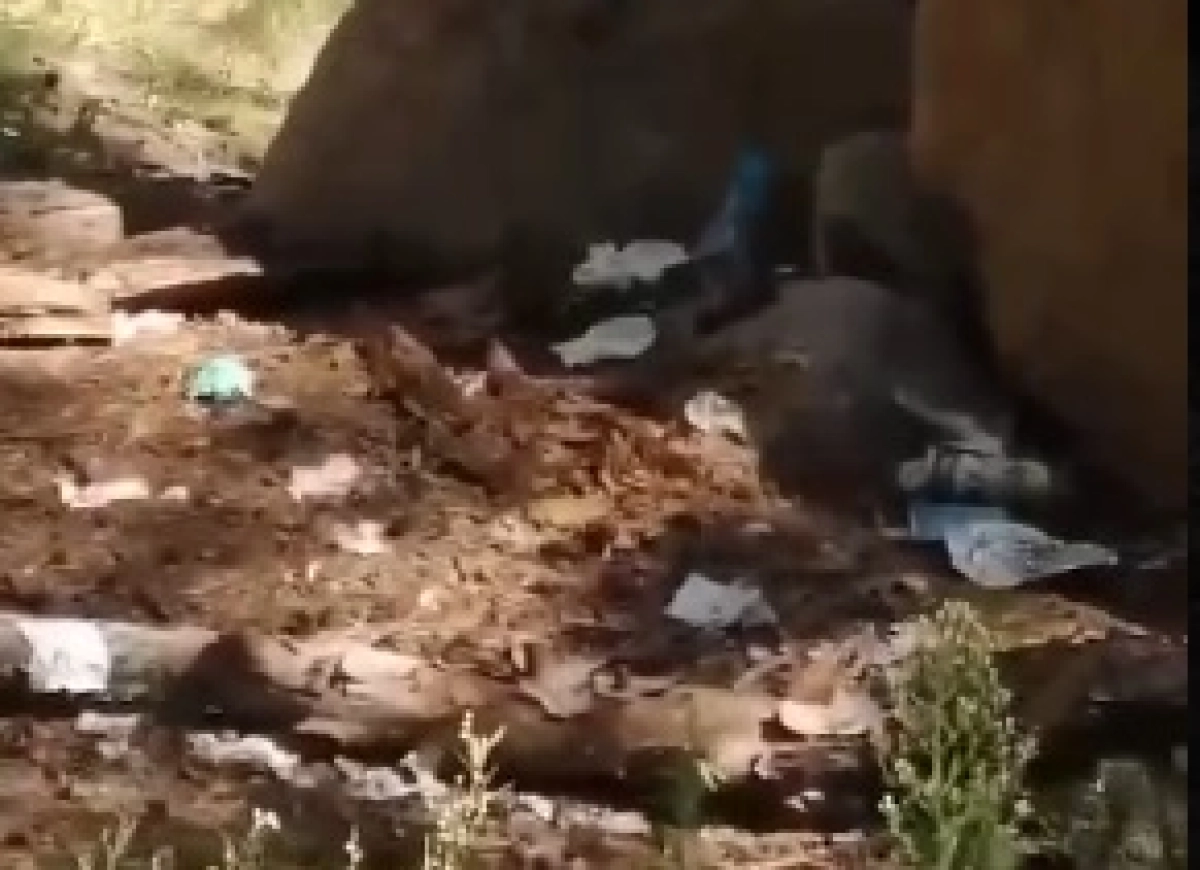 Фото: кадр из видео