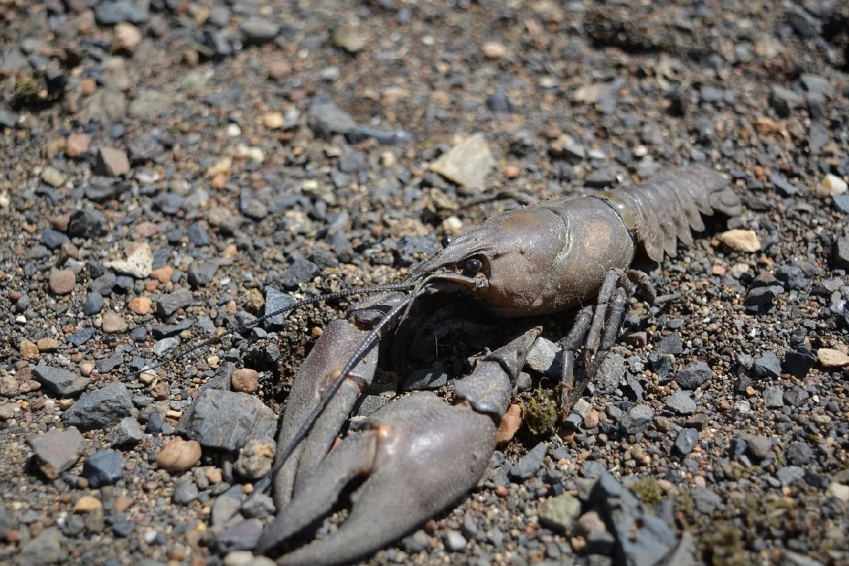 Фото: pixabay.com