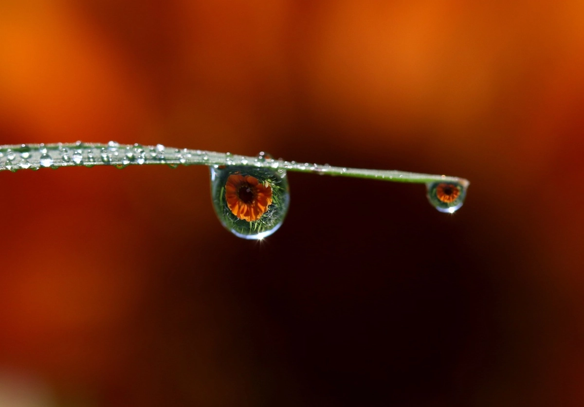 Фото: pixabay.com