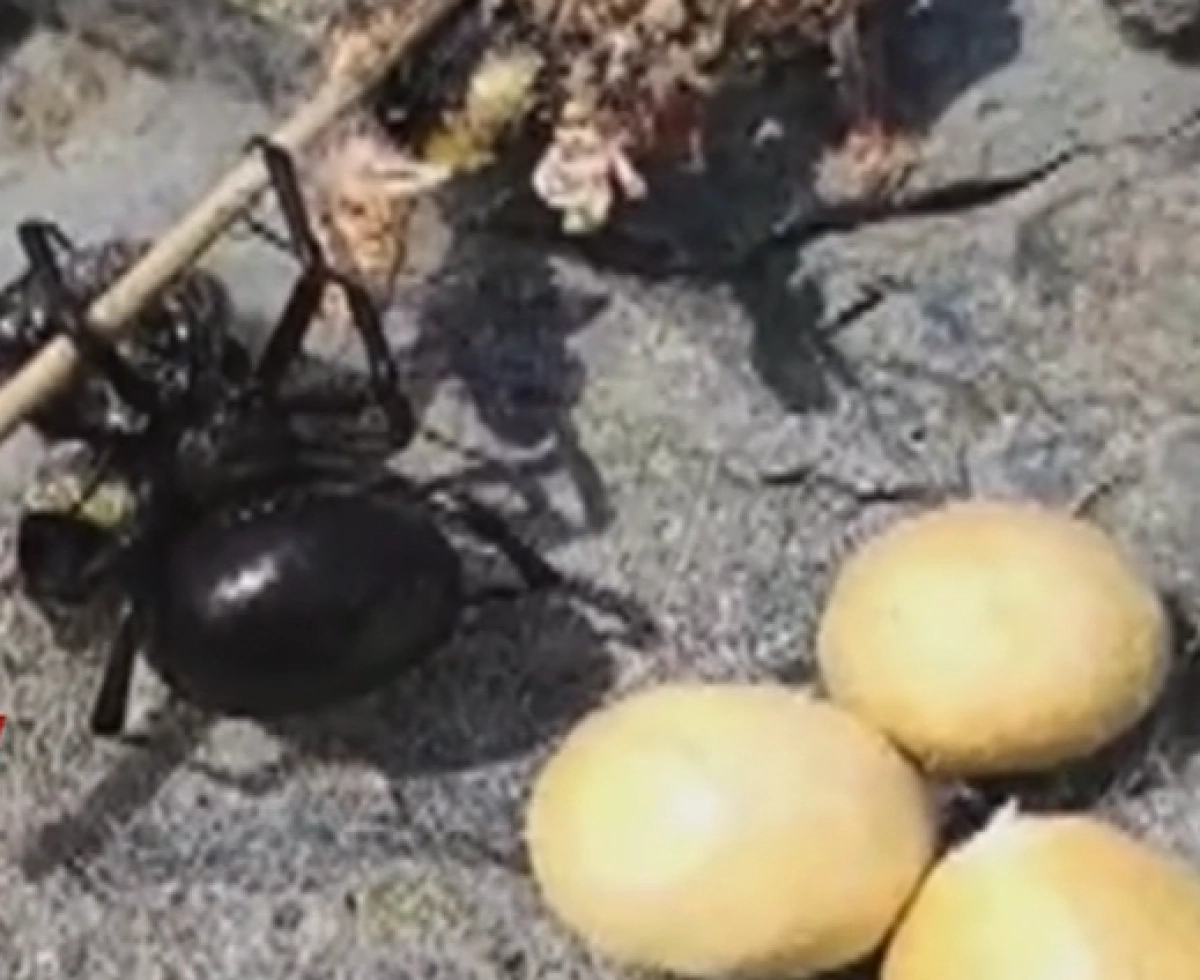 Кадр из видео/ КТК