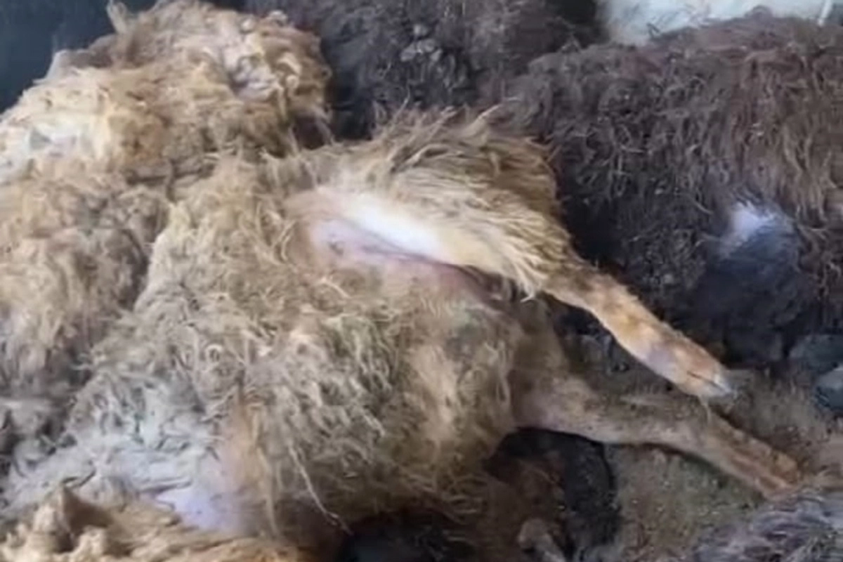 Фото: скриншот из видео