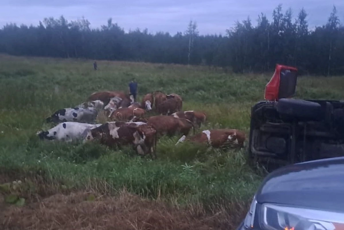 Кадр из видео/ ДП Костанайской области