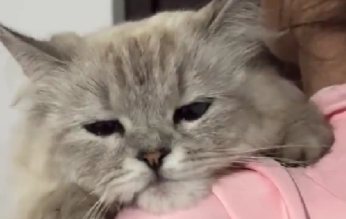 Фото: кадр из видео