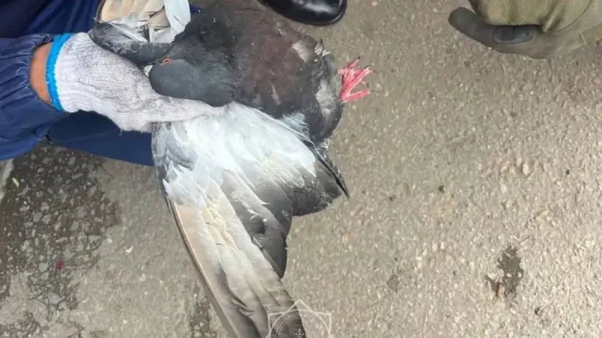 Фото: пресс-служба МЧС РК