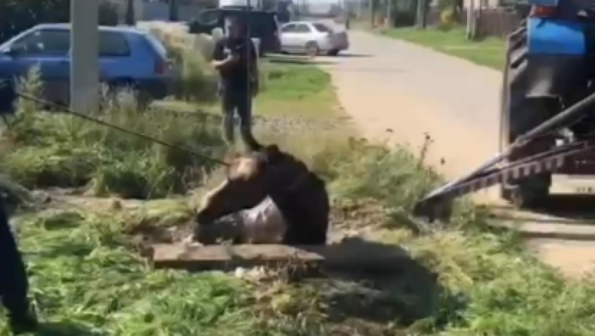 Фото: кадр из видео