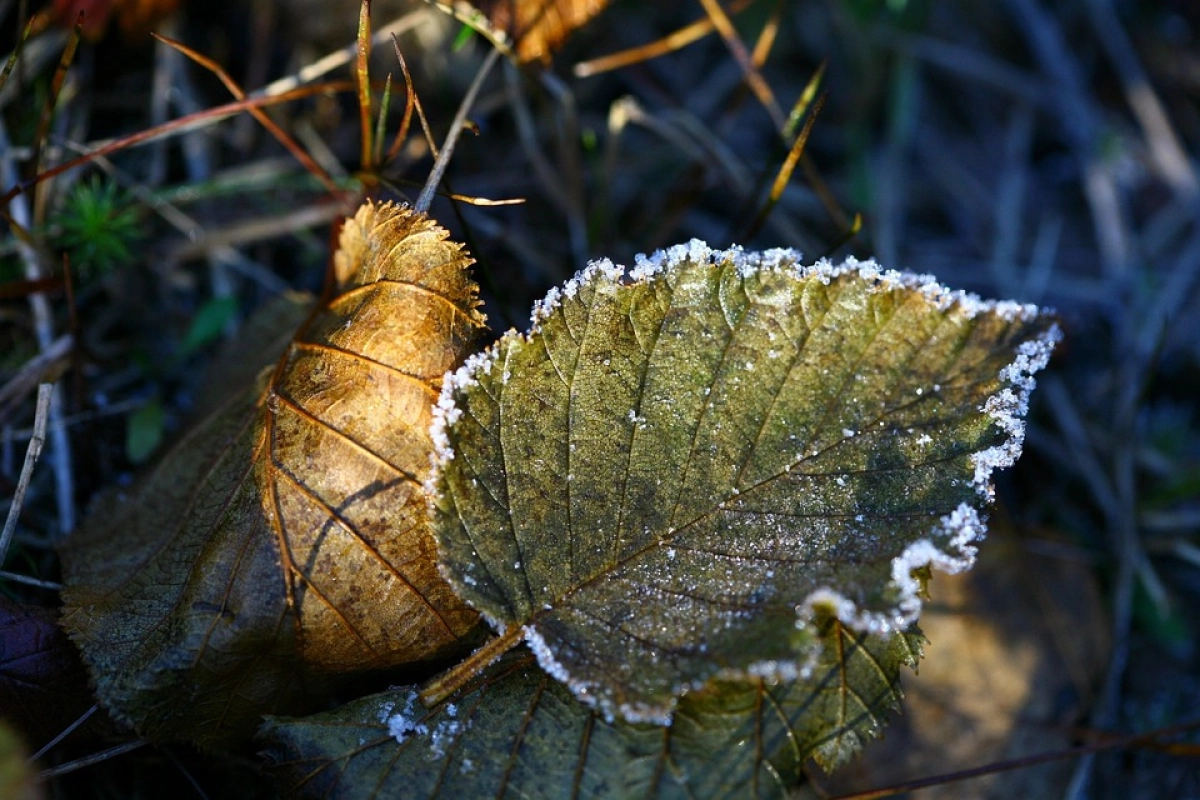 Фото: pixabay