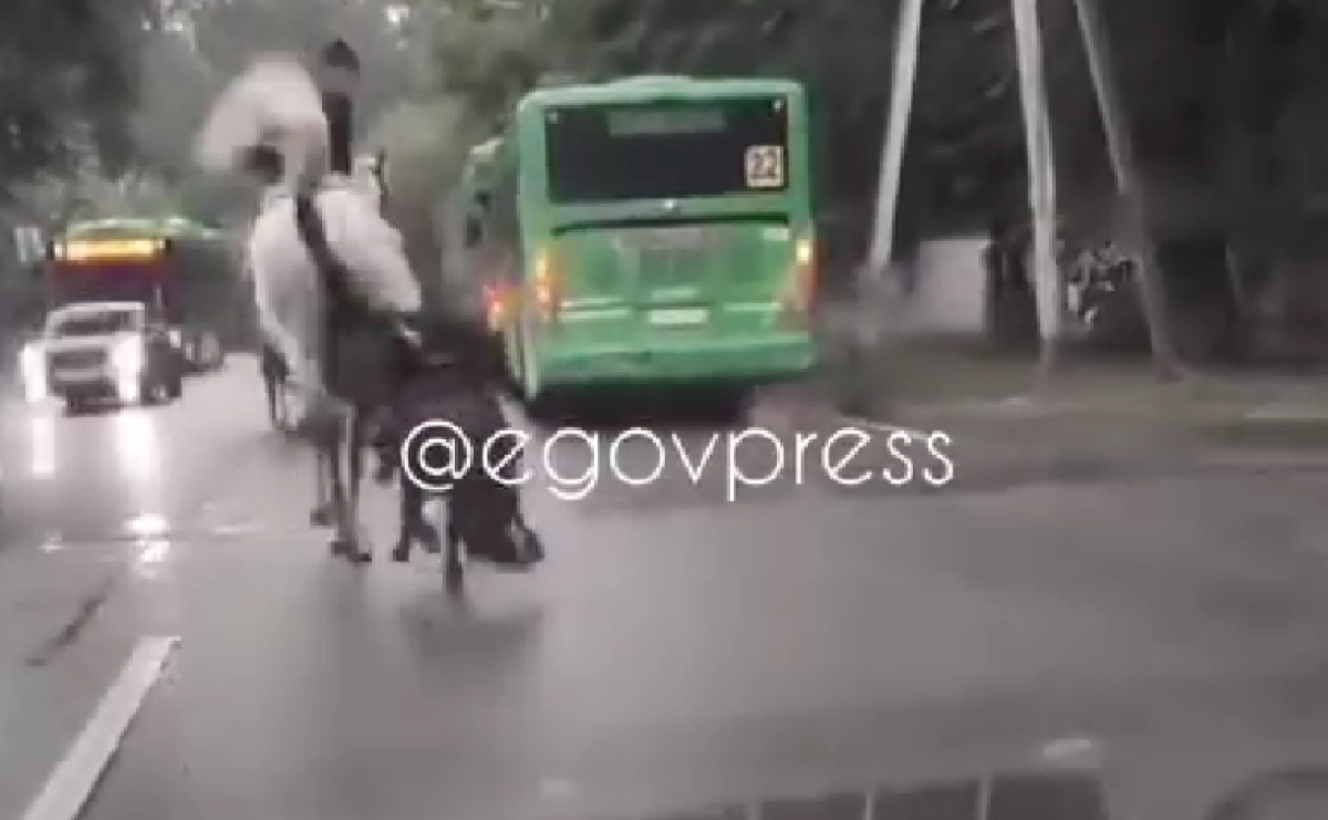 Фото: кадр из видео