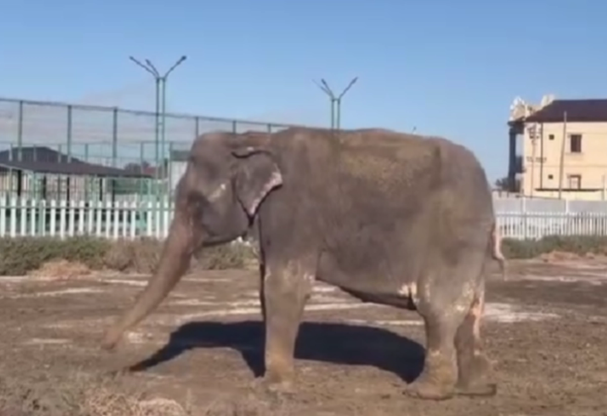 Фото: кадр из видео