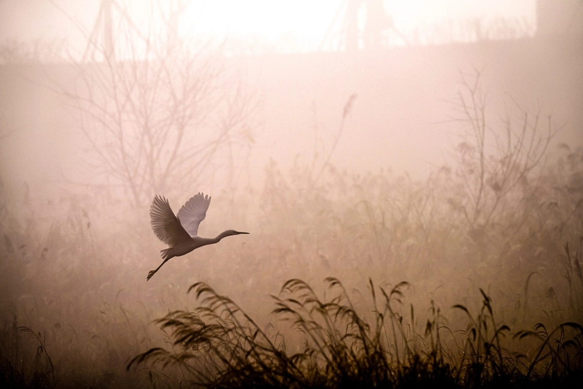 Фото: pixabay.com