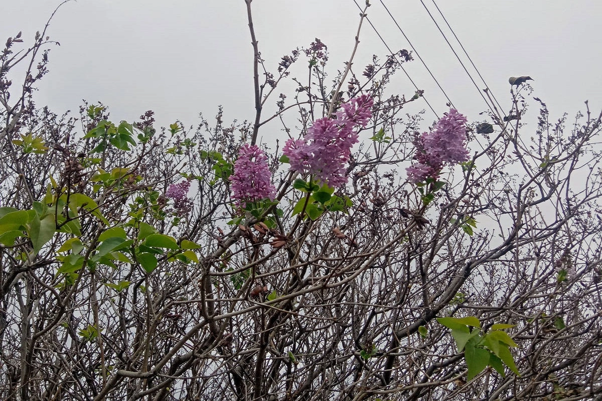 Фото очевидцев