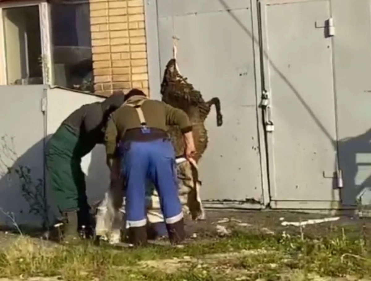 Фото: кадр из видео