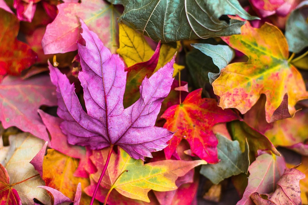Фото: pixabay.com