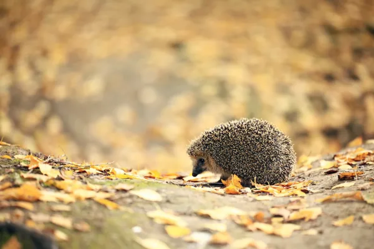 Фото: depositphotos.com