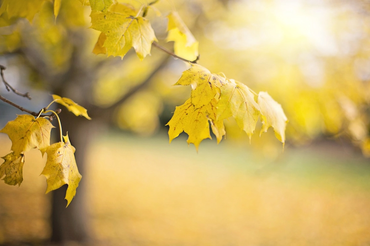 Фото: pixabay.com