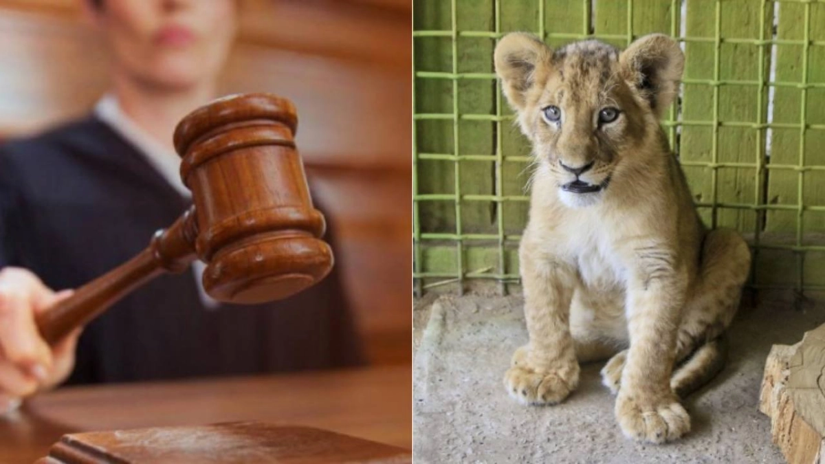 Фото: коллаж ИА «NewTimes.kz»