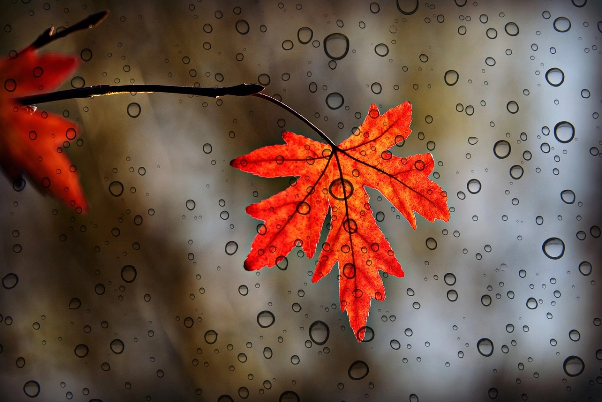 Фото: pixabay