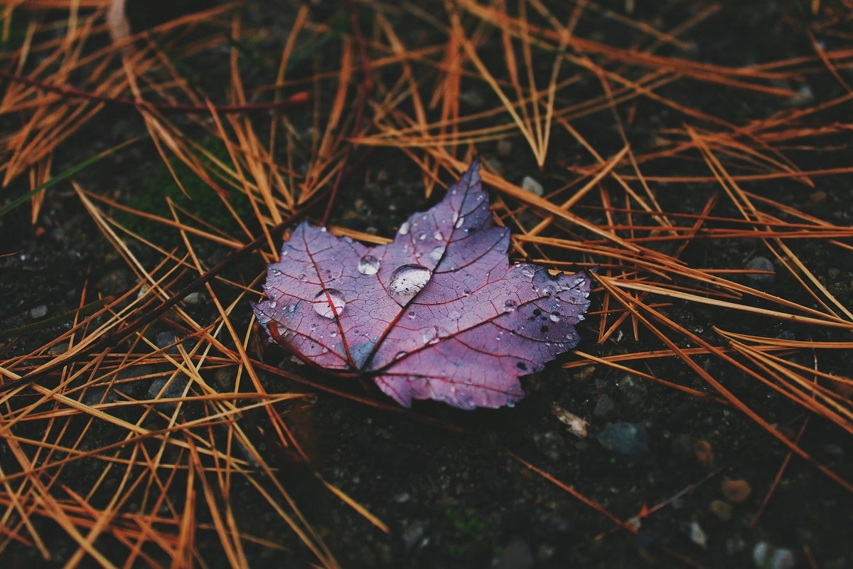 Фото: unsplash