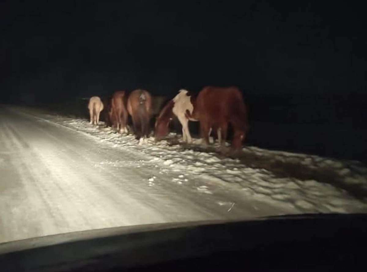 Фото: Zhaloby.Astana/Instagram