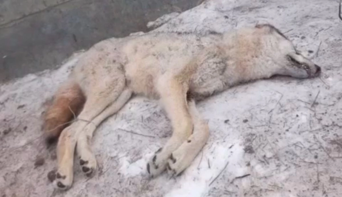 Фото: Atyrau.Online