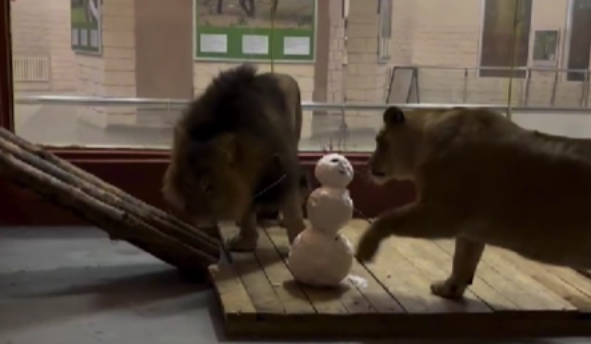 Фото: кадр из видео