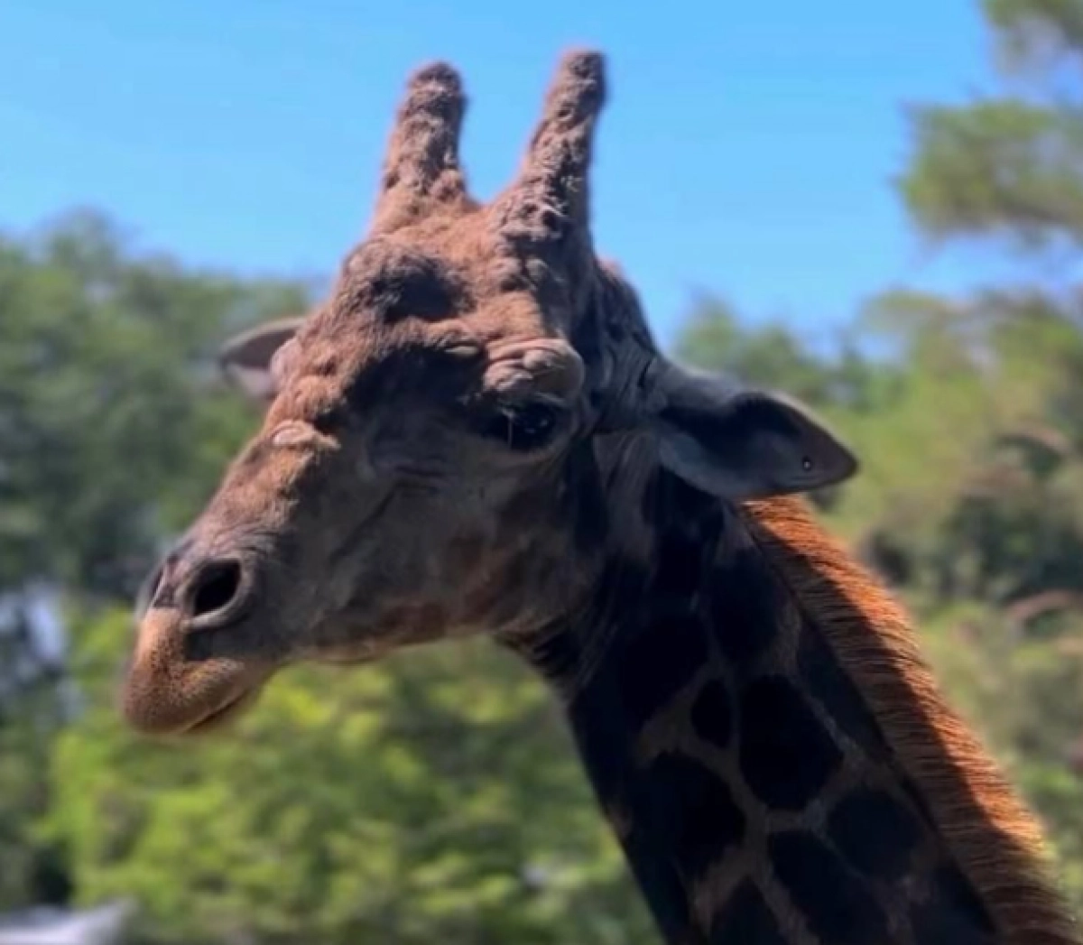 Фото: Instagram / @almatyzoo