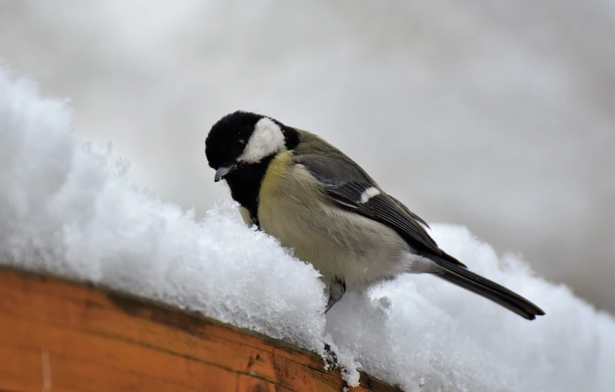 Фото: pixabay.com