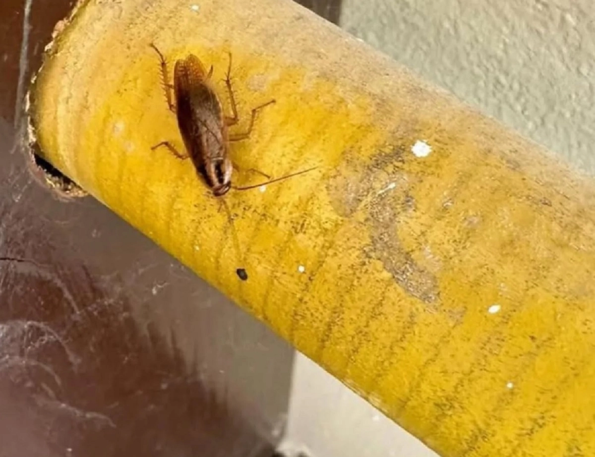 Фото: Zhaloby.Astana/Instagram