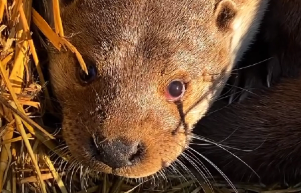 Фото: кадр из видео