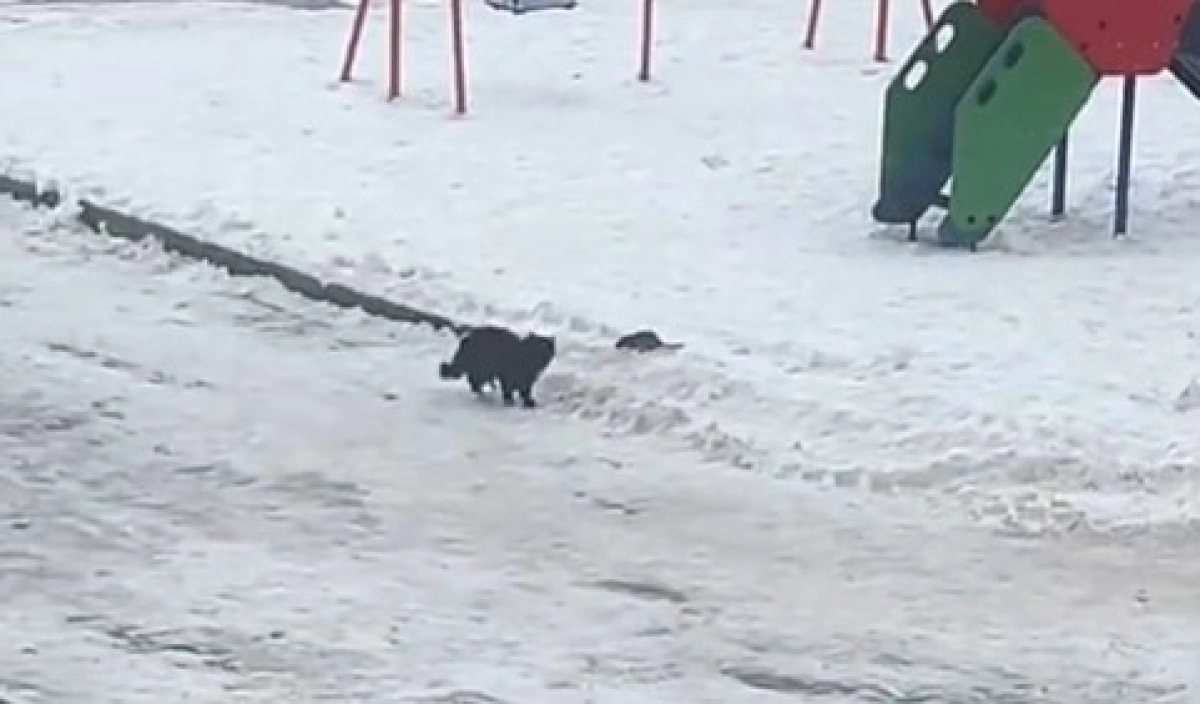 Фото: скриншот видео