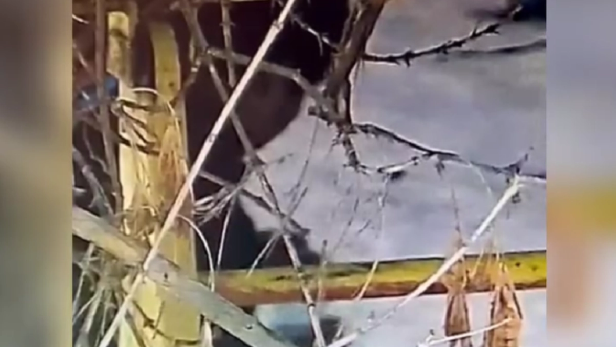 Фото: кадр из видео